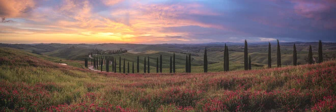 Photo art by Jean Claude Castor: Tuscany cypress trees at sunset in a panoramic view.
