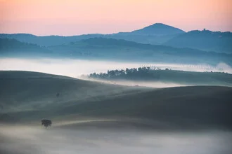 Beautiful landscape with cypress trees in Tuscany's fog, peaceful morning atmosphere.