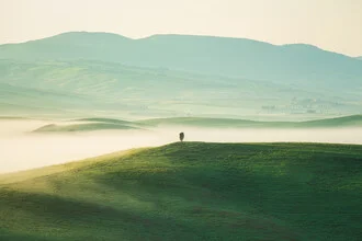 Photo art by Jean Claude Castor: cypress trees in Val d'Orcia at soft morning light.