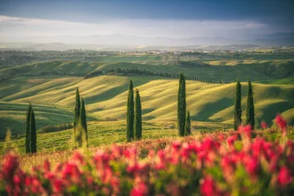Photo art by Jean Claude Castor: Tuscany cypress trees under soft light
