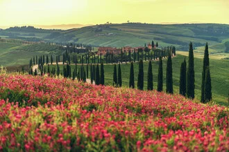 Photo art by Jean Claude Castor: Cypress avenue in Tuscany during spring