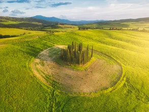 Photo of a cypress grove in Tuscany bathed in warm evening light