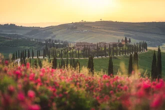Photo art by Jean Claude Castor: Tuscan cypress avenue in the last sunlight