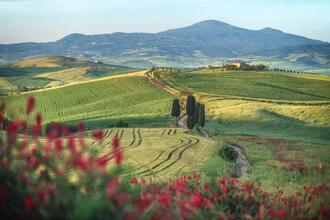 Photo art by Jean Claude Castor: Tuscany with cypress trees in soft morning light