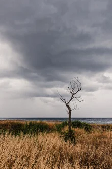 Photo art by Photolovers: Tree at the coast in Calabria, calm atmosphere with gray sky.