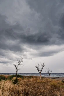 Photo art: Trees at the Calabria coast, gentle clouds in the sky.