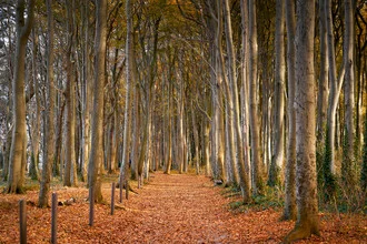 Photo art by Norbert Gräf: coastal forest with autumn leaves and a narrow path.