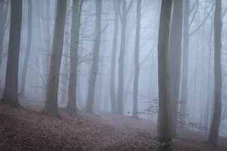 Winter forest landscape: fog envelops the trees in soft hues.