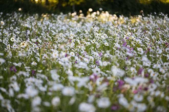 Flower meadow with daisies in sunlight, soft colors and a calm mood