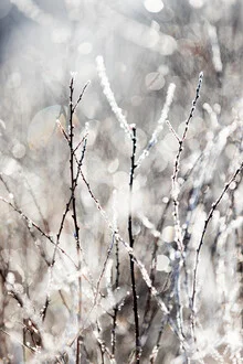Photo art by Mareike Böhmer: winter morning with frost on plants