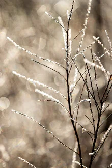 Fotokunst von Mareike Böhmer: Wintermorgen mit Frost und sanftem Licht