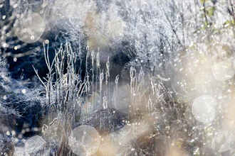 Photo art featuring frost-covered plants in the gentle light of a winter morning