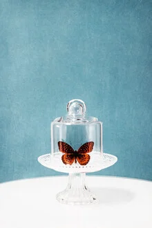 Beautiful butterfly on a glass plate, soft colors and fine details.