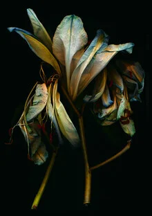 Illustration by Ramona Reimann: blooming lily in a dark, dreamy style