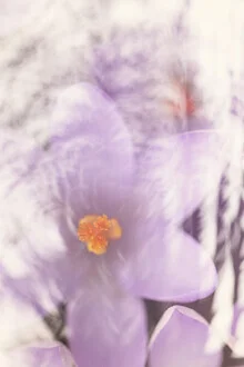 Photo art by Nadja Jacke: crocus bloom in soft colors and harmonious composition