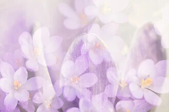 Photo art by Nadja Jacke: crocus blossom in soft colors and double exposure