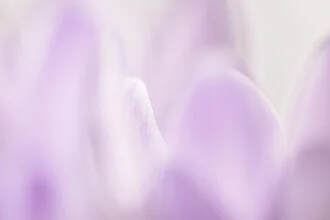 Close-up of crocus petals showcasing delicate details and soft colors.