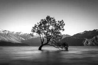 Photo art by Christoph Schaarschmidt: tranquil lake with lonely tree in New Zealand