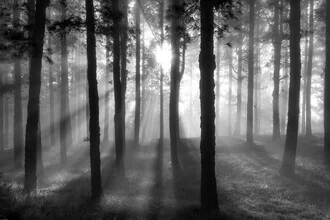 Photo art by Christoph Schaarschmidt: serene black-and-white capture of a misty forest
