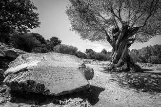 Olive tree in soft tones, creating a serene atmosphere.