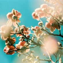 Photo art by J. Daniel Hunger: gentle magnolia blossoms in spring