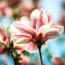 Photo art by J. Daniel Hunger: delicate magnolia blossoms in spring