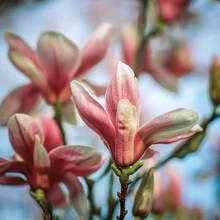 Photo art featuring delicate magnolia blossoms radiating soft colors.