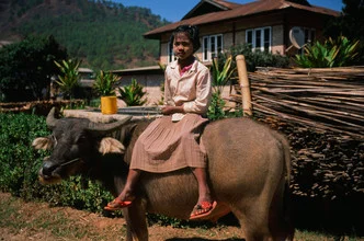 Rural scene in Myanmar featuring a girl and a buffalo on the street