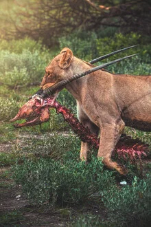 Photo art by Jean Claude Castor: lioness with Oryx prey in the African national park