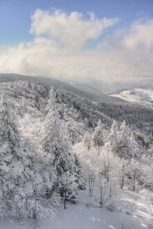 Winter landscape featuring snow-covered firs in the Black Forest at sunset