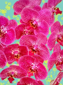 Illustration by Uma Gokhale: colorful botanical plants in a floral arrangement