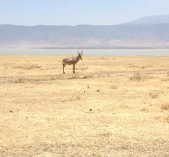Wildbeest in the Ngorongoro Crater with gentle hills in the background