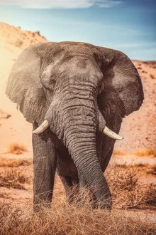 Photo art of a majestic desert elephant bull in Namibia