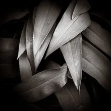 Wall art by J. Daniel Hunger: gentle wild garlic leaves in interplay of light and shadow