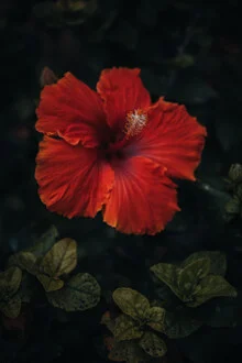 Photo art by Patrick Monatsberger: vibrant flowers in full bloom in Tenerife