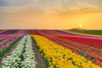 Photo art by Michael Valjak: tulip field at sunset in vibrant colors