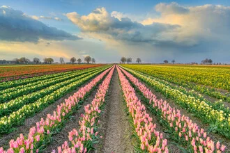 Photo art by Michael Valjak: tulip field at sunset with warm colors.