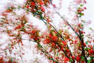 Photo art by J. Daniel Hunger: Hawthorn blossoms in soft colors heralding spring.