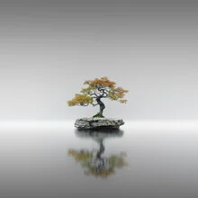 Photo art by Ronny Behnert: gentle depiction of a bonsai tree on water surface