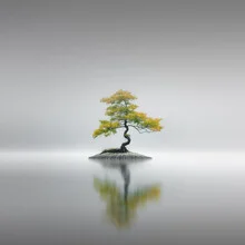 Photo art by Ronny Behnert: tranquil bonsai with water in the background