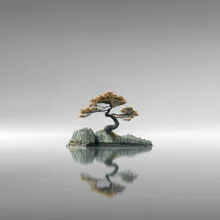Fotokunst: ruhiger Bonsai-Baum in minimalistischer Komposition