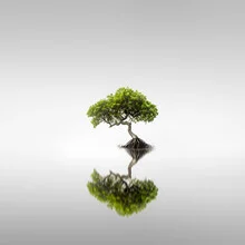 Fotokunst von Ronny Behnert: ruhige Mangrovenlandschaft mit sanften Farben