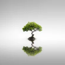 Photo art by Ronny Behnert: serene mangrove landscape by the ocean