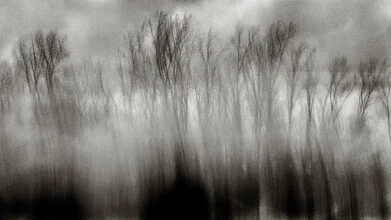 Photo of dancing trees in Lenorenwald: mysterious atmosphere