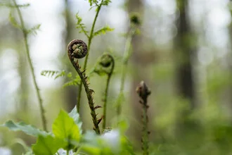 Photo art by Nadja Jacke: green fern roll against a soft background.