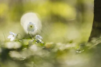 Photo art by Nadja Jacke: Wood anemone in the forest, soft colors and calm atmosphere