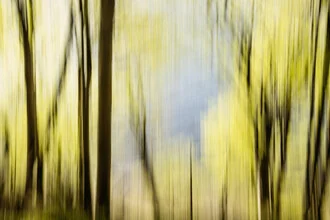 Blurred spring forest in Quellental, soft colors and a calming mood.