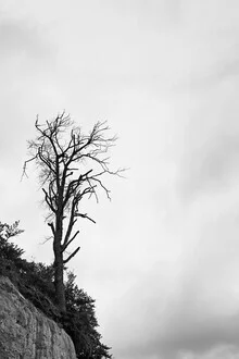 Photo art by Manuela Deigert: solitary tree by the rugged chalk coast