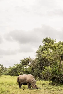 Nashorn in Uganda, grüne Landschaft mit Bäumen und Gras, friedliche Stimmung.