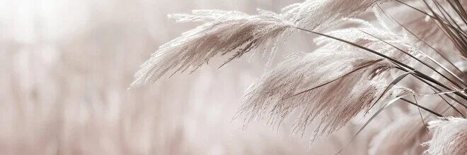Delicate pampas grass in soft colors, depicting a serene panoramic landscape.